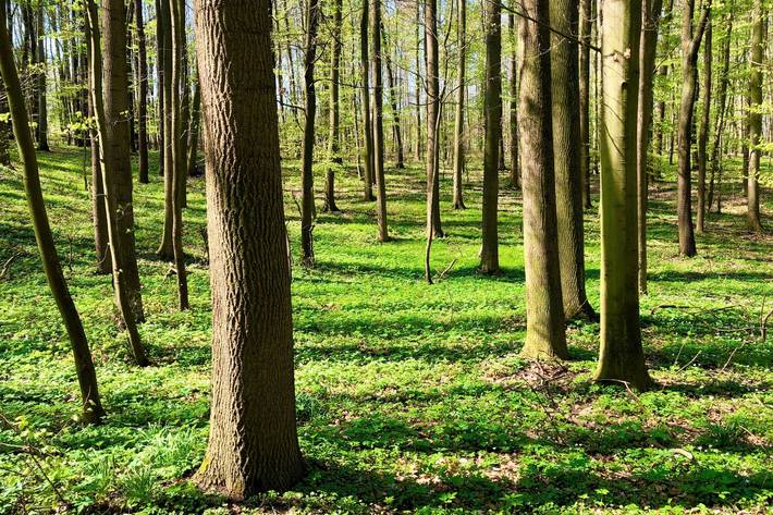 Fachmakler für land-, forst- und pferdewirtschaftliche Immobilien