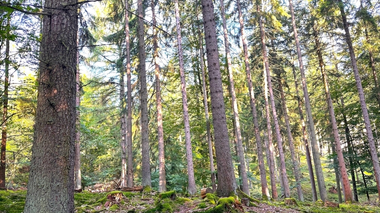 Fachmakler für land-, forst- und pferdewirtschaftliche Immobilien