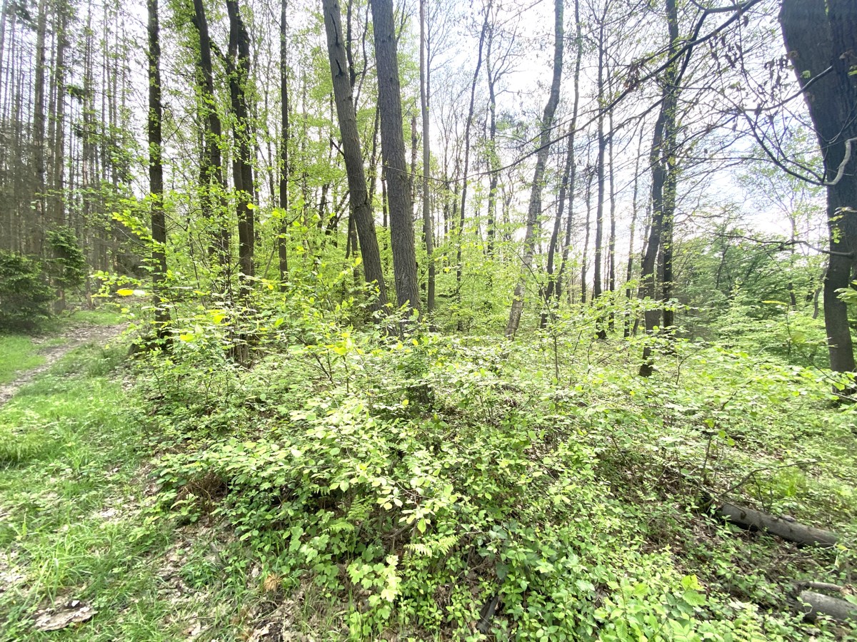 Waldfläche Gemarkung Pracht, Flur 1, Flurstück 18 (RLP) II