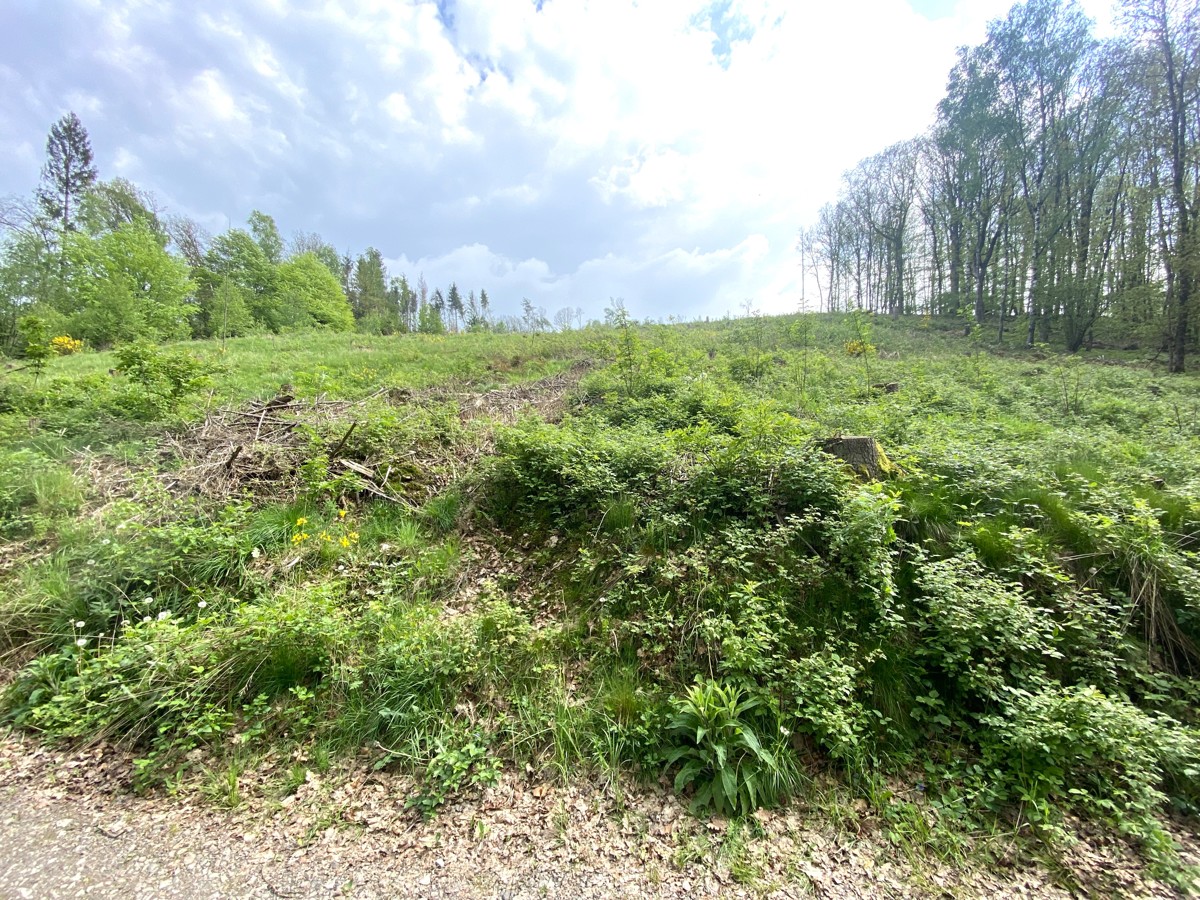 Waldfläche Gemarkung Niederirsen, Flur 1, Flurstück 47 (RLP)