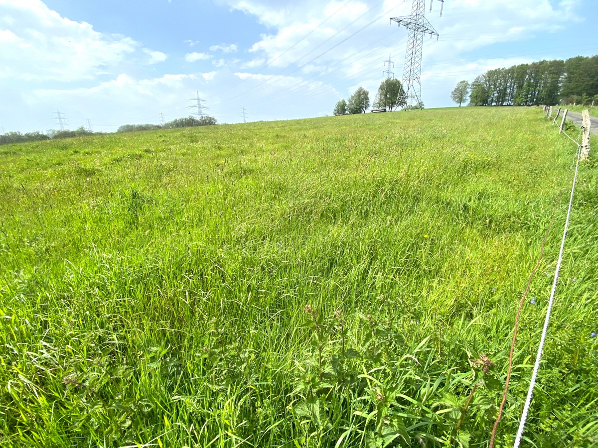 Grünland Gemarkung Leuscheid, Flur 17, Flurstück 72 (NRW)