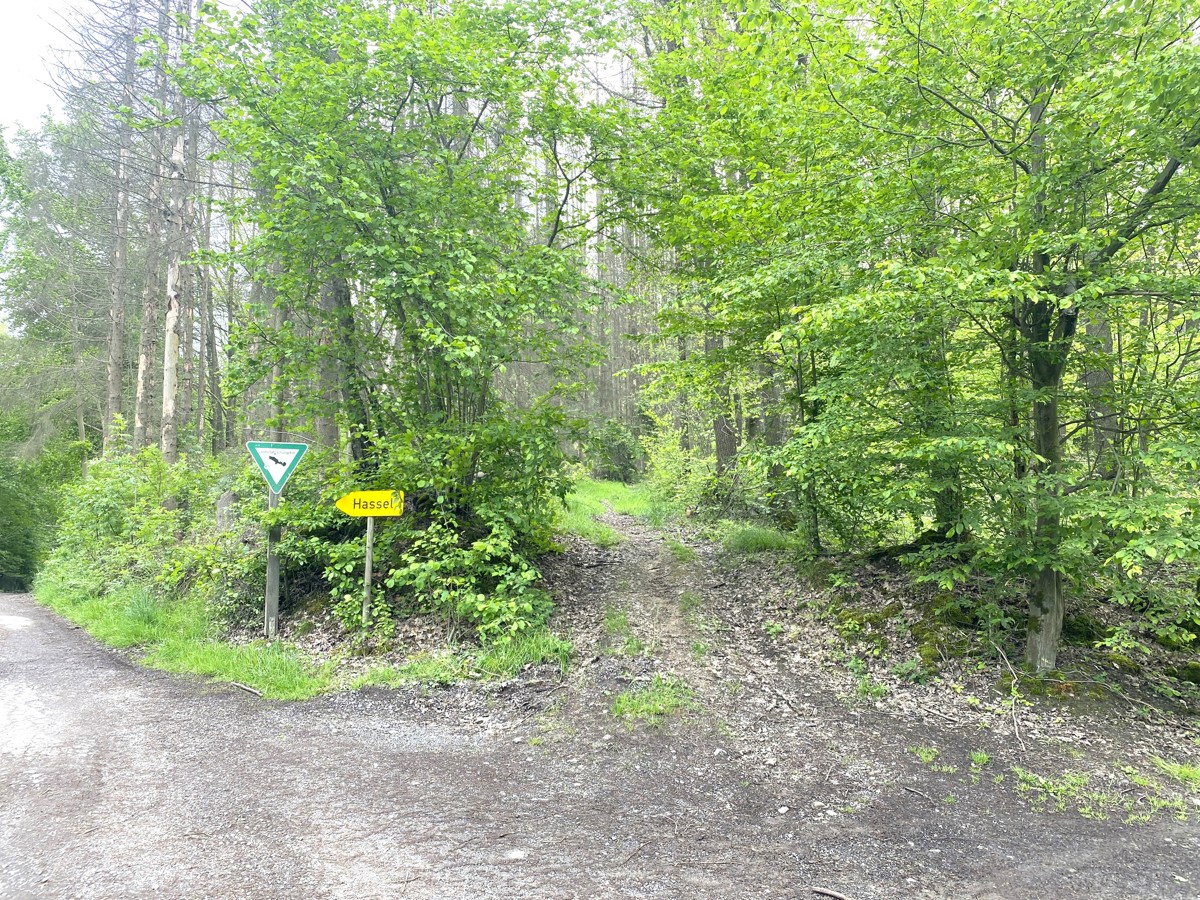 Waldfläche Gemarkung Pracht, Flur 1, Flurstück 18 (RLP) I