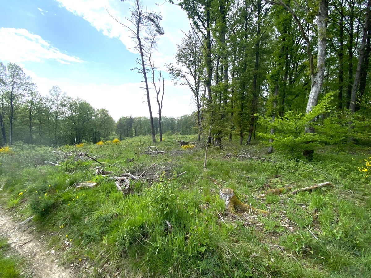 Waldfläche Gemarkung Niederirsen, Flur 1, Flurstück 143 (RLP)