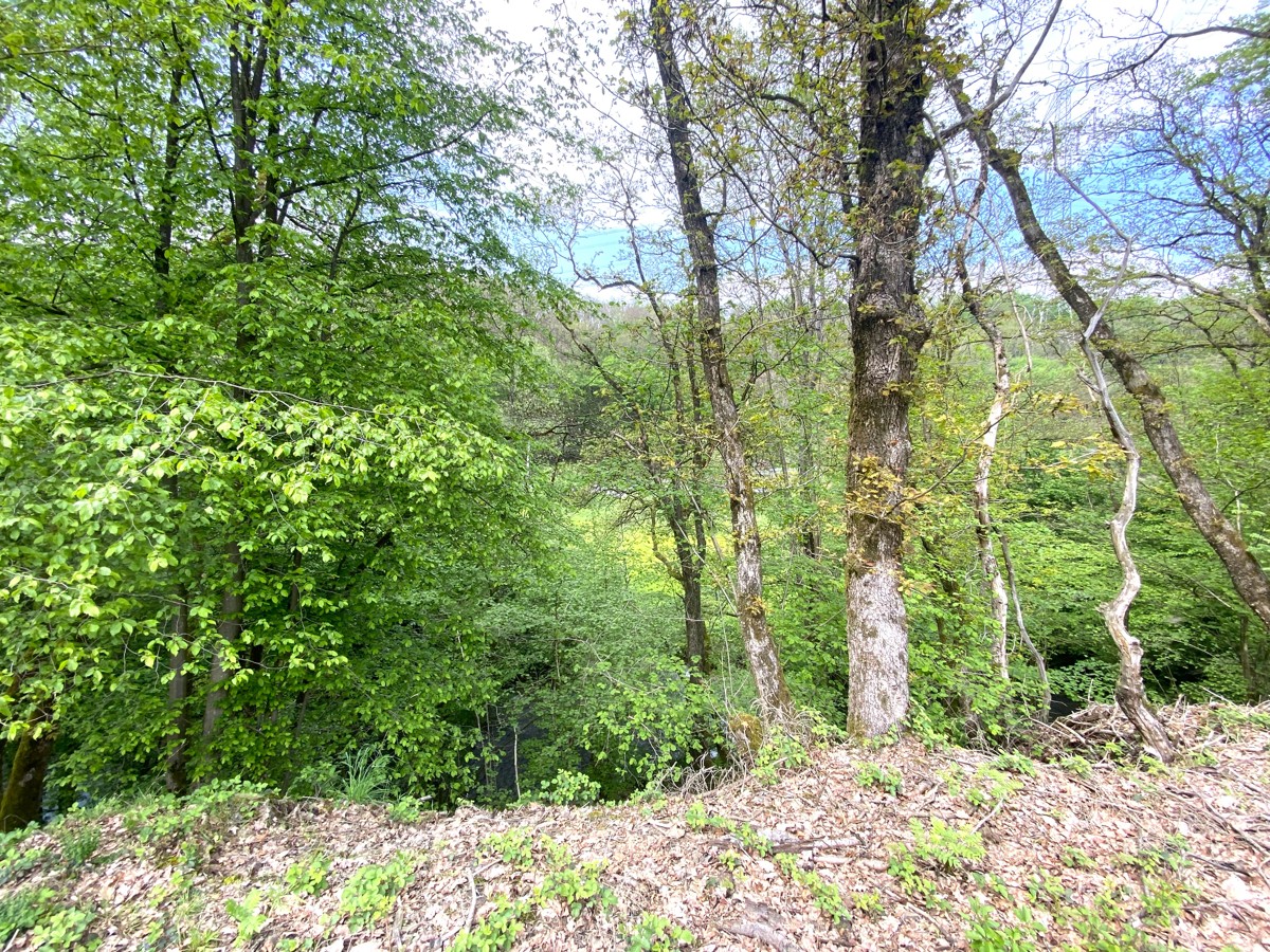 Waldfläche Gemarkung Niederirsen, Flur 1, Flurstück 266 (RLP)