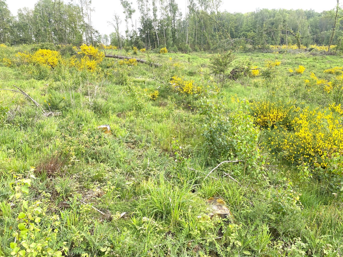 Waldfläche Gemarkung Niederirsen, Flur 1, Flurstück 138 (RLP)