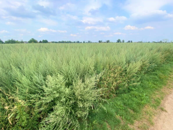 Fachmakler für land-, forst- und pferdewirtschaftliche Immobilien