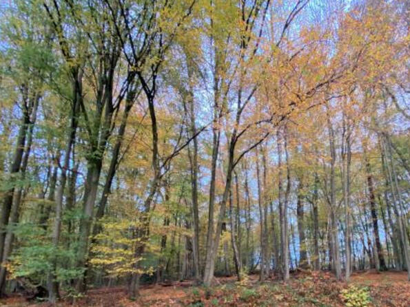 Fachmakler für land-, forst- und pferdewirtschaftliche Immobilien