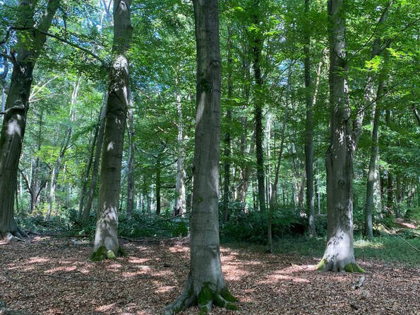 Fachmakler für land-, forst- und pferdewirtschaftliche Immobilien