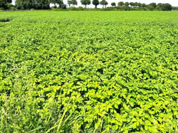 Fachmakler für land-, forst- und pferdewirtschaftliche Immobilien