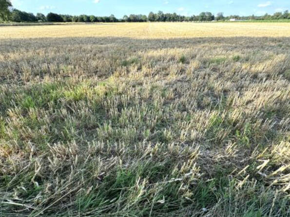 Fachmakler für land-, forst- und pferdewirtschaftliche Immobilien