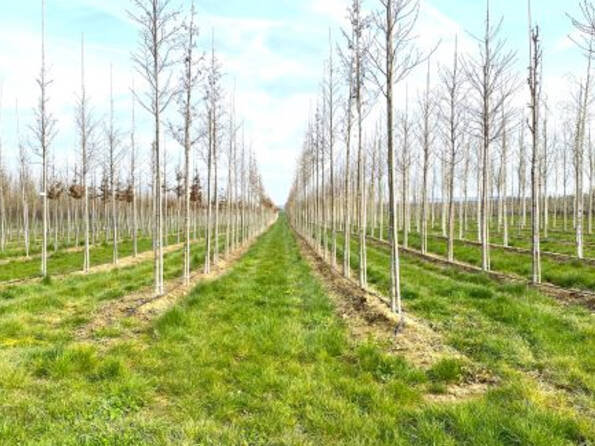 Fachmakler für land-, forst- und pferdewirtschaftliche Immobilien