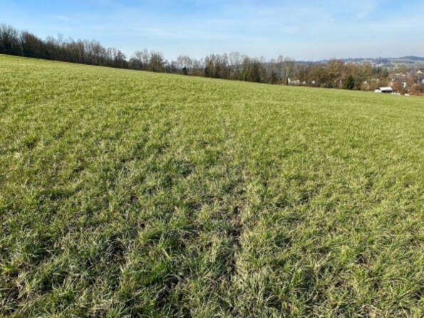 Fachmakler für land-, forst- und pferdewirtschaftliche Immobilien