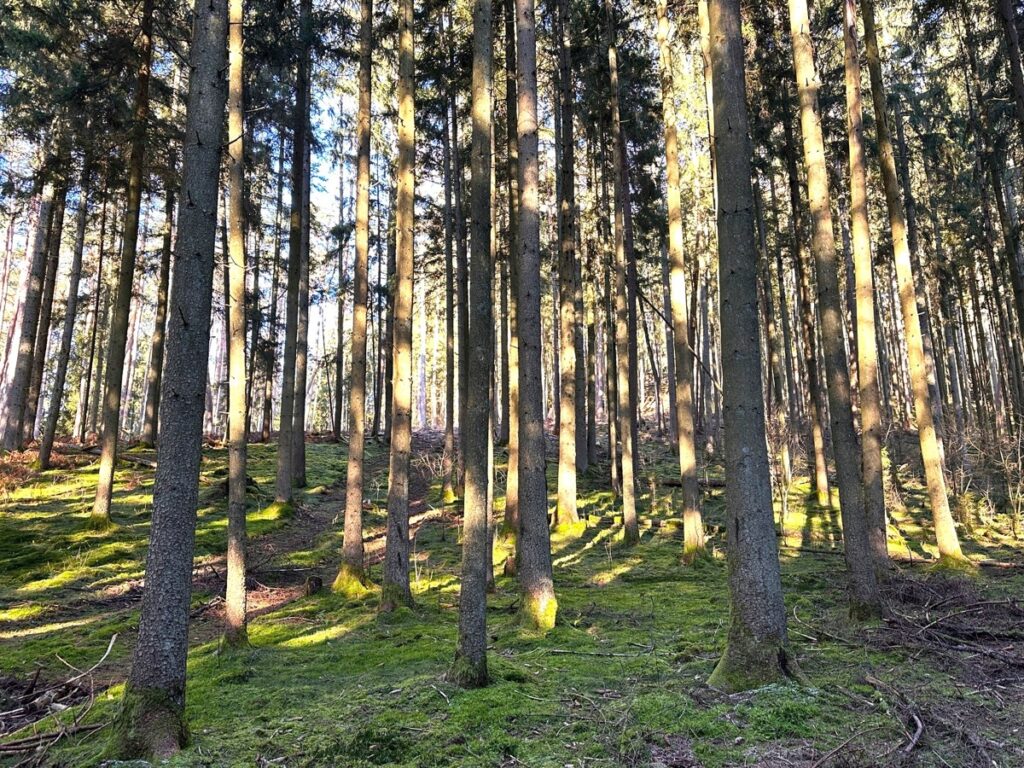Fachmakler für land-, forst- und pferdewirtschaftliche Immobilien