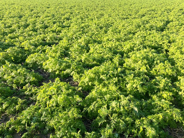 Fachmakler für land-, forst- und pferdewirtschaftliche Immobilien