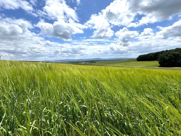 Fachmakler für land-, forst- und pferdewirtschaftliche Immobilien