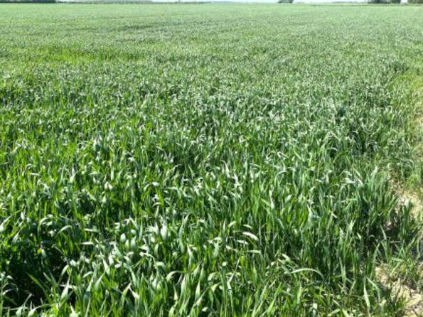 Fachmakler für land-, forst- und pferdewirtschaftliche Immobilien