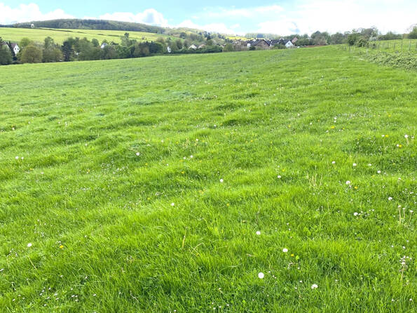 Fachmakler für land-, forst- und pferdewirtschaftliche Immobilien