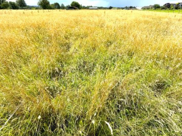 Fachmakler für land-, forst- und pferdewirtschaftliche Immobilien