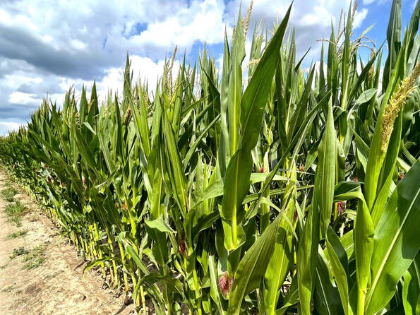 Fachmakler für land-, forst- und pferdewirtschaftliche Immobilien