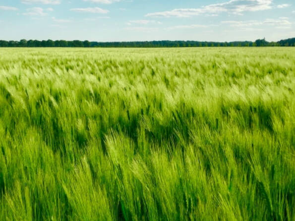 Fachmakler für land-, forst- und pferdewirtschaftliche Immobilien