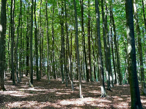 Fachmakler für land-, forst- und pferdewirtschaftliche Immobilien