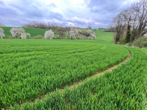 Fachmakler für land-, forst- und pferdewirtschaftliche Immobilien