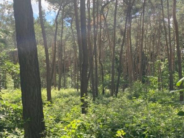 Fachmakler für land-, forst- und pferdewirtschaftliche Immobilien