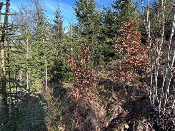 Fachmakler für land-, forst- und pferdewirtschaftliche Immobilien