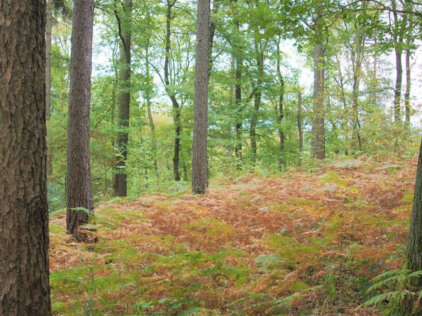 Fachmakler für land-, forst- und pferdewirtschaftliche Immobilien