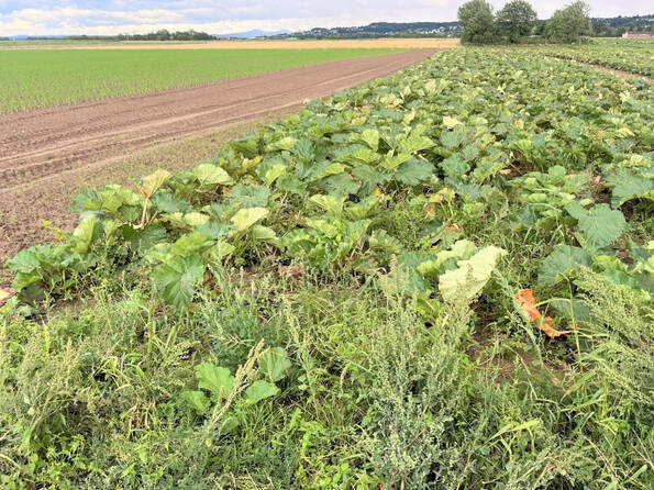 Fachmakler für land-, forst- und pferdewirtschaftliche Immobilien