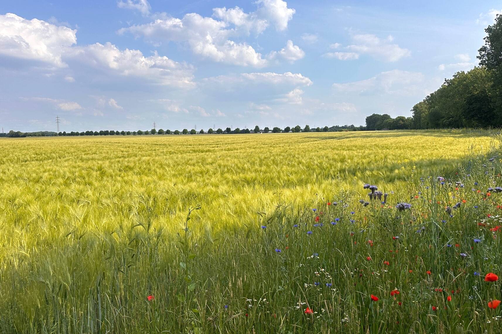 Fachmakler für land-, forst- und pferdewirtschaftliche Immobilien