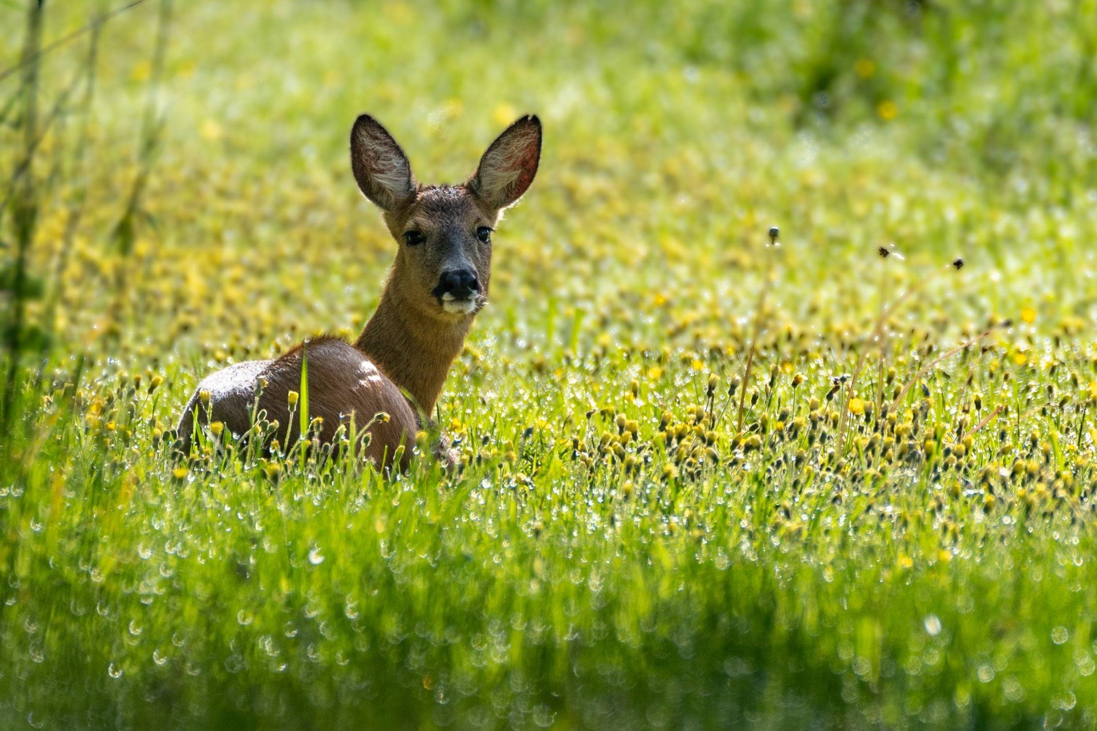 Fachmakler für land-, forst- und pferdewirtschaftliche Immobilien