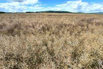 Fachmakler für land-, forst- und pferdewirtschaftliche Immobilien