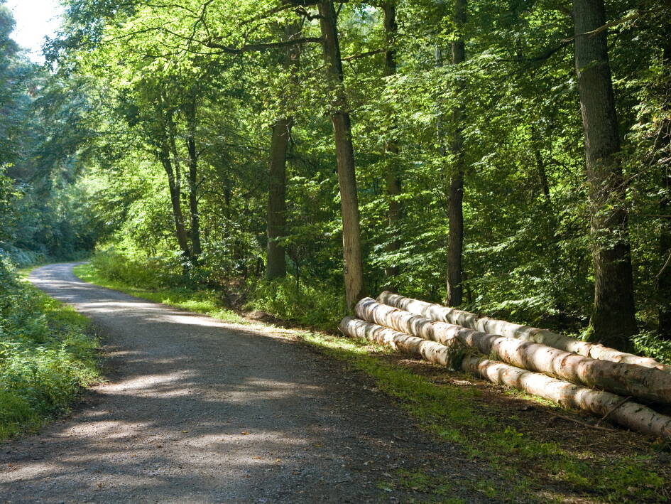 Waldweg mit Holzlagerplatz