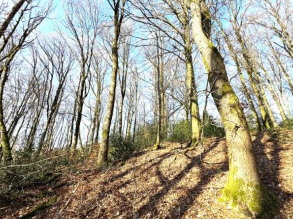 Fachmakler für land-, forst- und pferdewirtschaftliche Immobilien