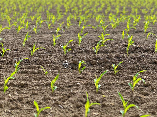 Fachmakler für land-, forst- und pferdewirtschaftliche Immobilien