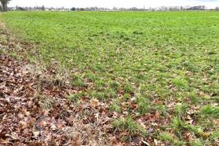 Fachmakler für land-, forst- und pferdewirtschaftliche Immobilien