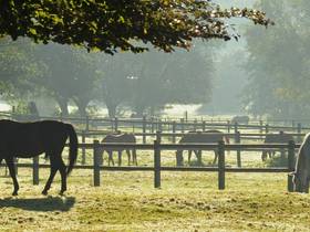 Fachmakler für land-, forst- und pferdewirtschaftliche Immobilien