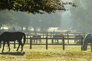 Fachmakler für land-, forst- und pferdewirtschaftliche Immobilien