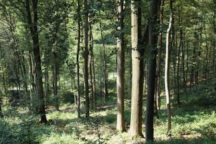 Fachmakler für land-, forst- und pferdewirtschaftliche Immobilien