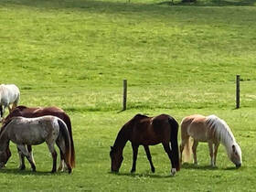 Fachmakler für land-, forst- und pferdewirtschaftliche Immobilien