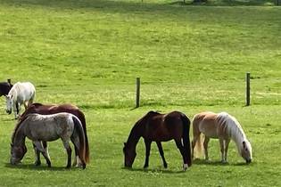 Fachmakler für land-, forst- und pferdewirtschaftliche Immobilien