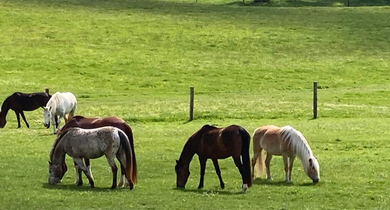 Fachmakler für land-, forst- und pferdewirtschaftliche Immobilien