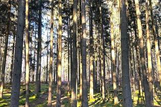 Fachmakler für land-, forst- und pferdewirtschaftliche Immobilien