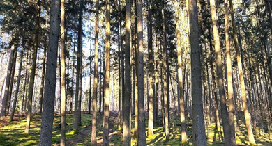 Fachmakler für land-, forst- und pferdewirtschaftliche Immobilien