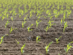 Fachmakler für land-, forst- und pferdewirtschaftliche Immobilien