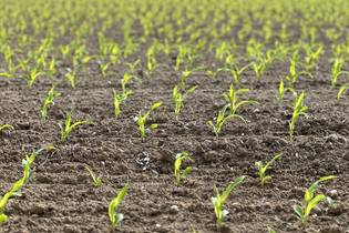 Fachmakler für land-, forst- und pferdewirtschaftliche Immobilien