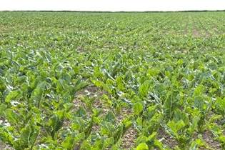 Fachmakler für land-, forst- und pferdewirtschaftliche Immobilien