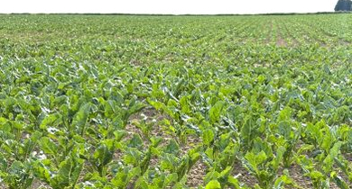 Fachmakler für land-, forst- und pferdewirtschaftliche Immobilien