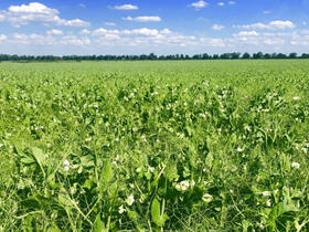 Fachmakler für land-, forst- und pferdewirtschaftliche Immobilien